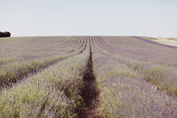 Lavender Farm Tipi Wedding http://www.rebeccaweddingphotography.co.uk/