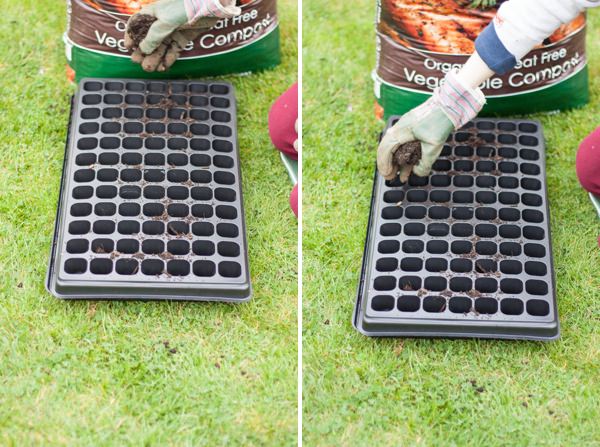 Grow Wedding Flowers DIY