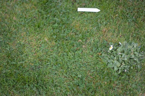 Grow Wedding Flowers DIY