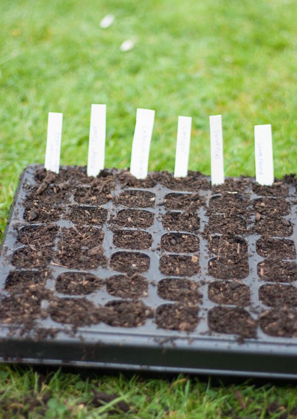 Grow Wedding Flowers DIY