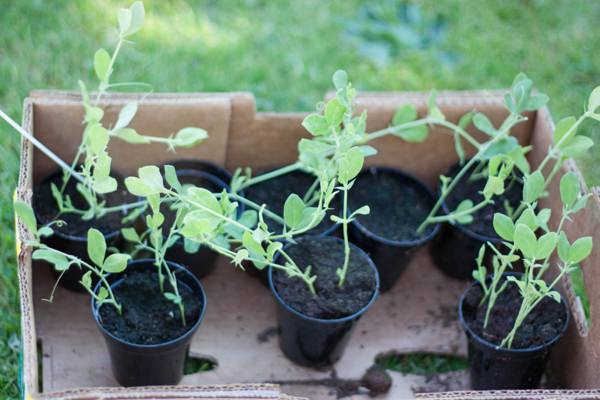 Grow Your Wedding Flowers