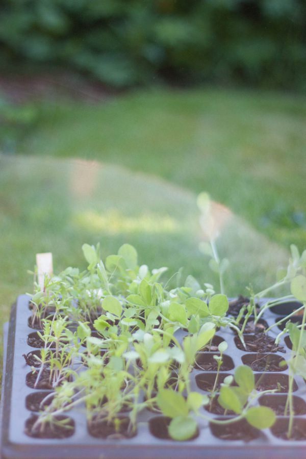 Grow Your Wedding Flowers