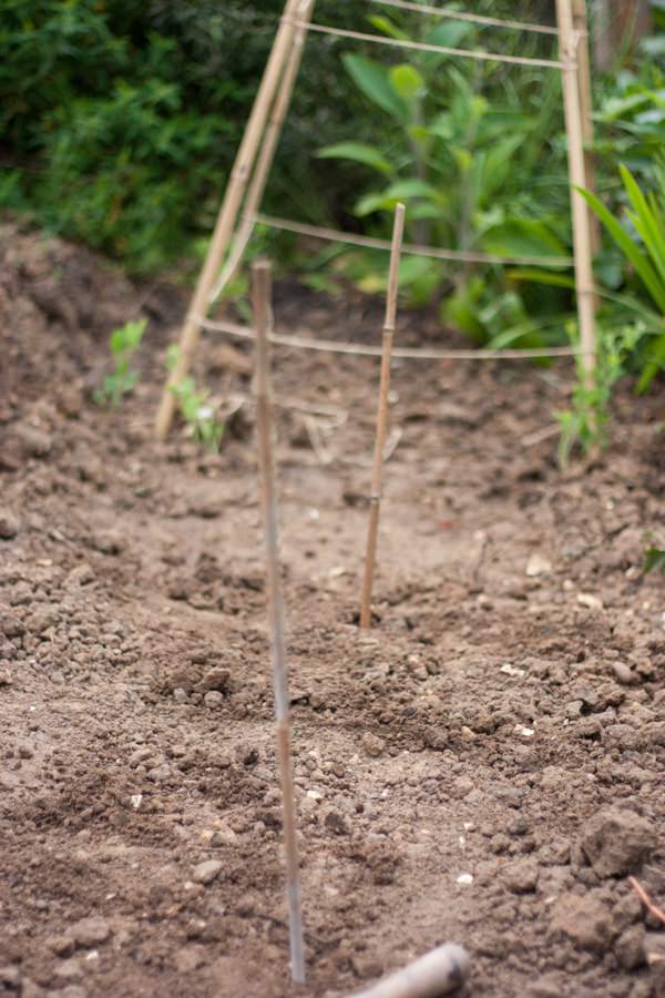 Grow Your Wedding Flowers