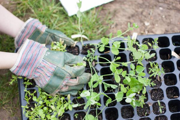 Grow Your Wedding Flowers