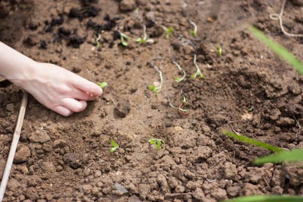 Grow Your Wedding Flowers
