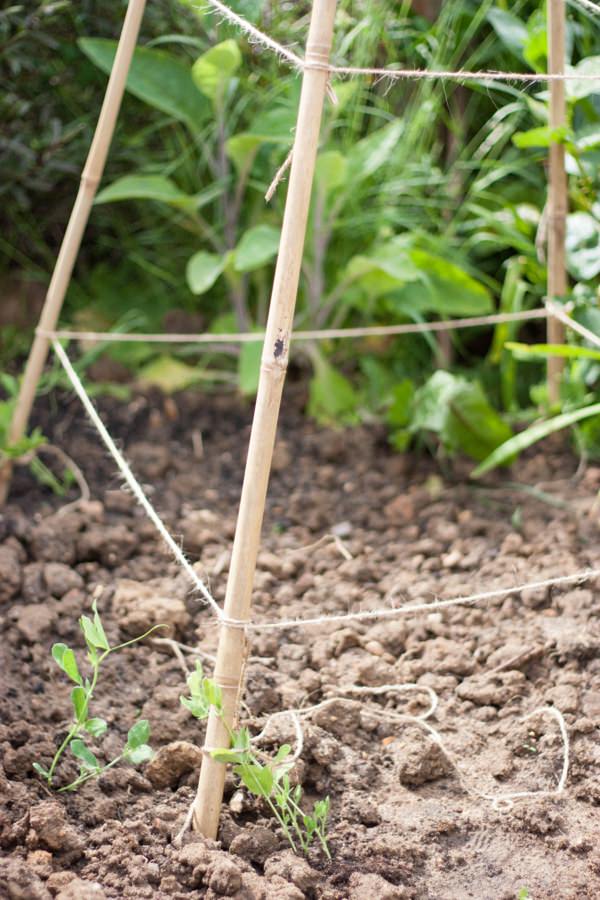 Grow Your Wedding Flowers