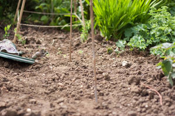 Grow Your Wedding Flowers