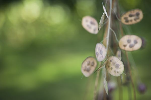 Ethereal Woodland Wedding Ideas http://www.careysheffield.com/
