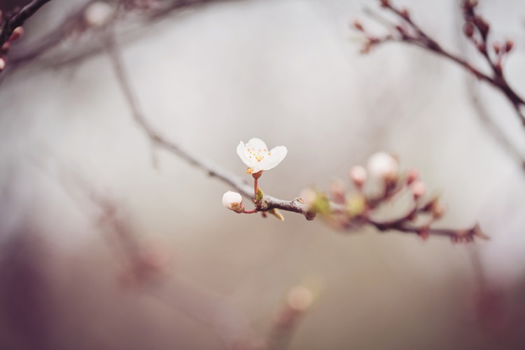 Cherry Blossom Tree Eccentric Flower Fairy Rustic Woodland Glitter Pink Dip Die Fairy Lights Wedding Ideas Editorial Bridal http://www.tireedawson.co.uk/