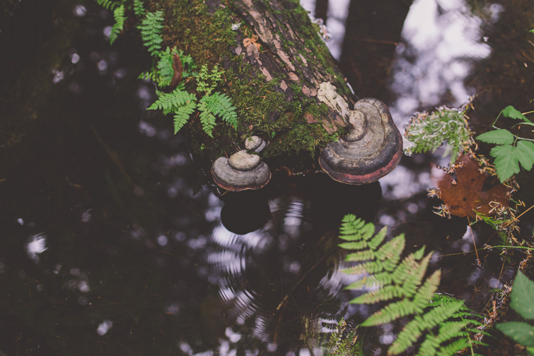 Treehouse Forest Wedding Washington http://stacypaulphotography.com/