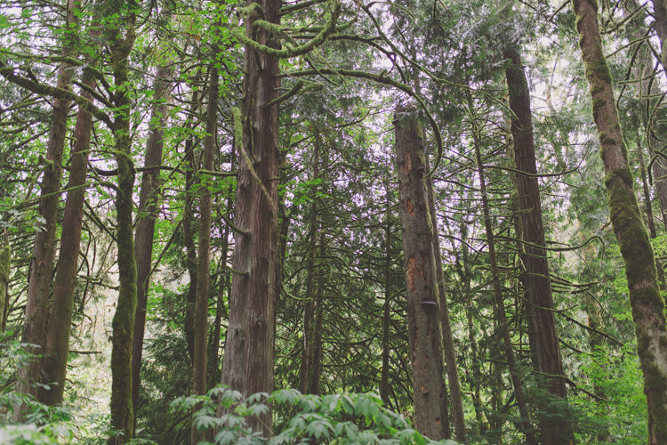 Treehouse Forest Wedding Washington http://stacypaulphotography.com/