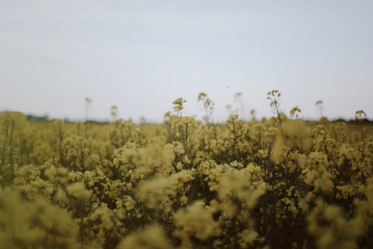 Forest Field Vintage VW Beetle Engagement http://www.beneathepines.com/
