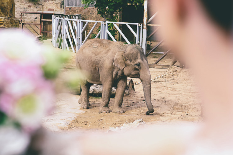Quirky Vintage Zoo Wedding http://www.emmaboileau.co.uk/