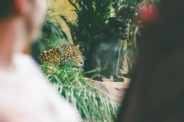 Quirky Vintage Zoo Wedding http://www.emmaboileau.co.uk/