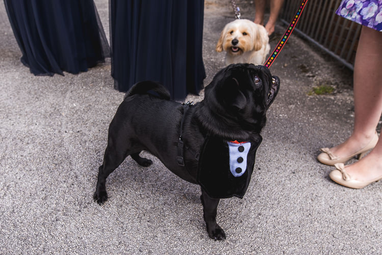 Dogs Pets Mismatched Farm Tipi Wedding http://www.andrewkeher.co.uk/