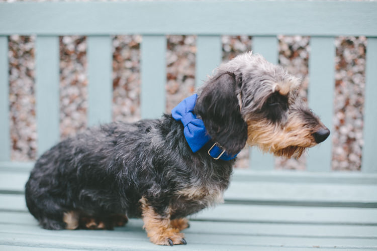 Dog Pet Pup Bow Tie Industrial Indie Autumn City Wedding http://www.elliegracephotography.co.uk/