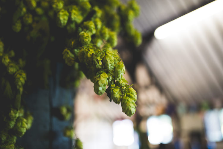 Hops Autumn Kentish Village Hall Wedding http://www.livvy-hukins.co.uk/