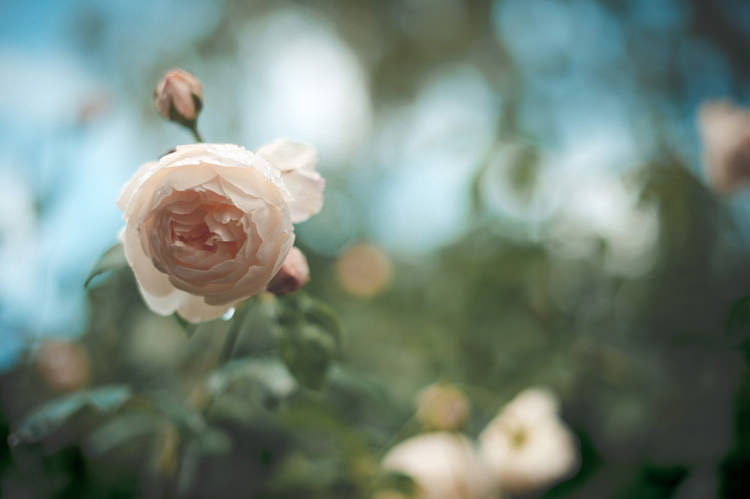 Beautiful Summer Garden Party Wedding http://divinedayphotography.com/