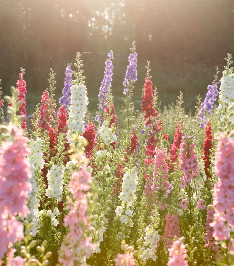 Delphiniums in bloom. Credit- The Real Flower Petal Confetti Company