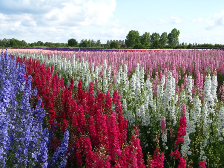 Flower Field. Credit- The Real Flower Petal Confetti Company