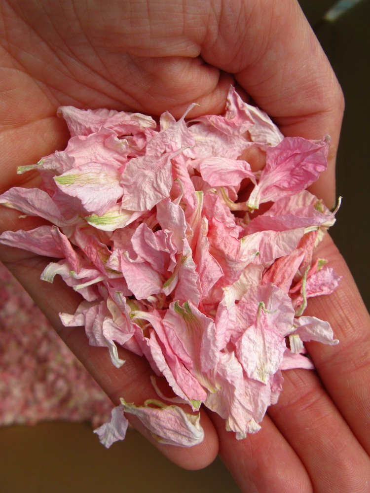 Freshly picked Pale Pink Delphiniums. Credit- The Real Flower Petal Confetti Company