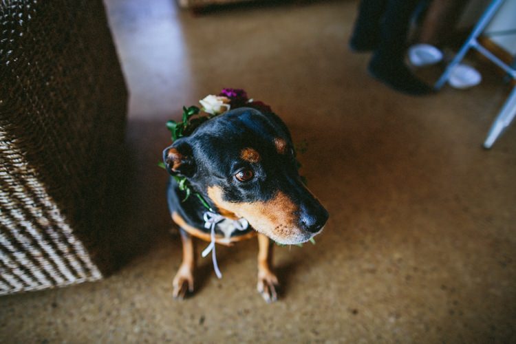 Dog Pet Flower Collar Whimsical Barn Wedding Australia http://throughthewoodsweran.co.uk/