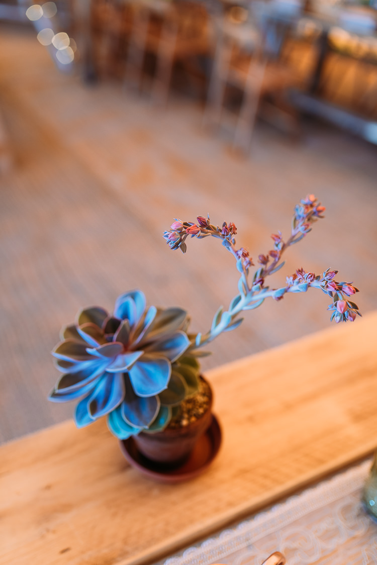 Succulent Pots Decor Creative Festival Tipi Wedding http://www.annapumerphotography.com/