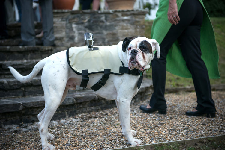 Dog Pet Go Pro Vintage Greenery Garden Marquee Wedding http://louiseadbyphoto.com/