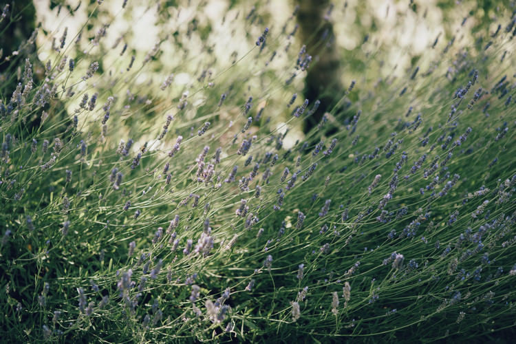 Summertime Pastel English Country Garden Wedding http://alipaul.com/