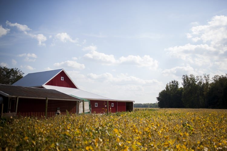 Outdoor Ceremony Location Yellow Bean Field Country Farm Barn Wedding Ohio http://www.caseyclarkphotography.net/