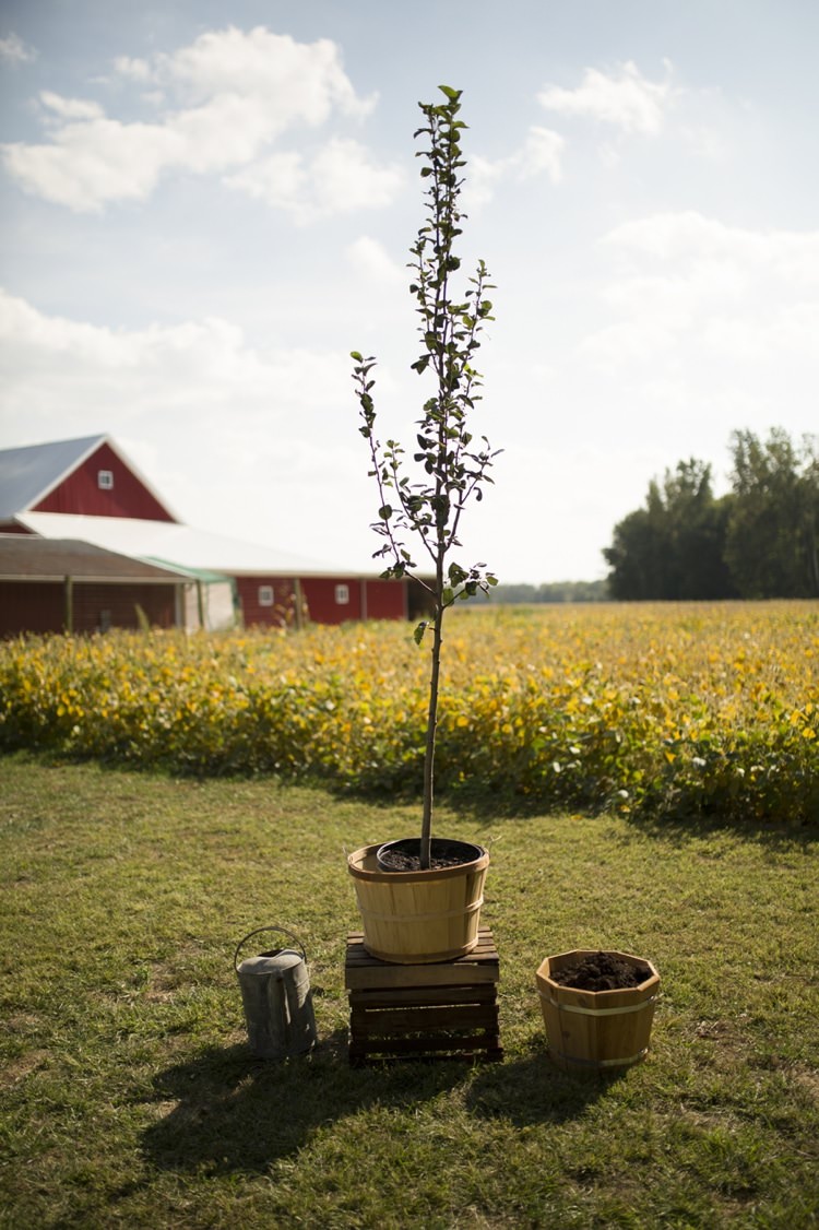 Outdoor Ceremony Yellow Bean Field Potted Tree Watering Can Country Farm Barn Wedding Ohio http://www.caseyclarkphotography.net/ 