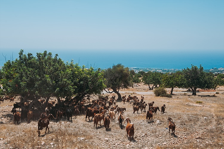 Beautiful Traditional Greek Destination Wedding in Cyprus http://www.jonnybarratt.com/