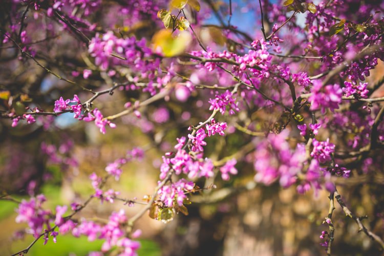 Blossom Tree Pink Summer Brights Jewelled Glamour Wedding Ideas http://realsimplephotography.net/
