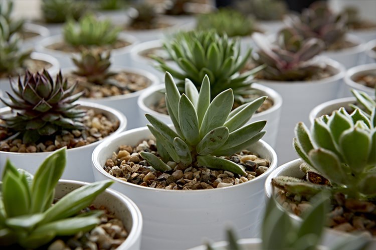 Succulent Favours Potted Modern Mint Gold Grey City Wedding http://www.studiocano.co.uk/