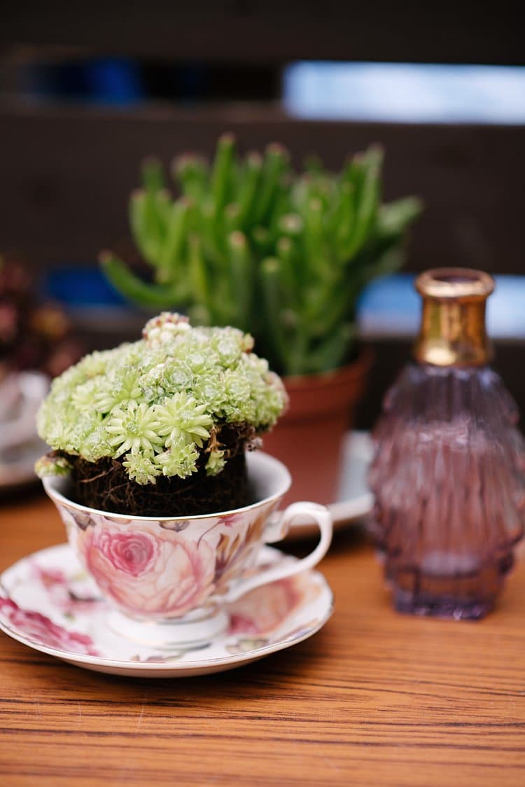 Tea Cup Succulents Tropical 1920s Pink Budget Wedding http://lilysawyer.com/