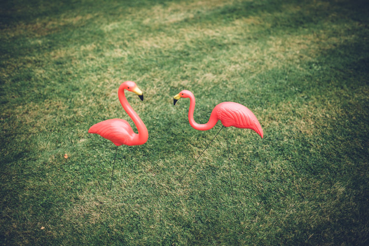 Flamingos Retro 1950s Vintage Wedding http://amyfaithphotography.com/