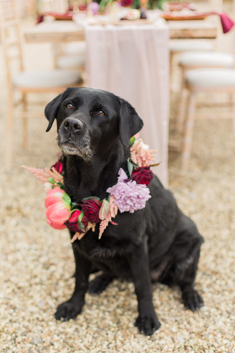 Dog Collar Flowers Wreath Pet Fine Art Bohemian Luxe Wedding Ideas http://jessicadaviesphotography.co.uk/