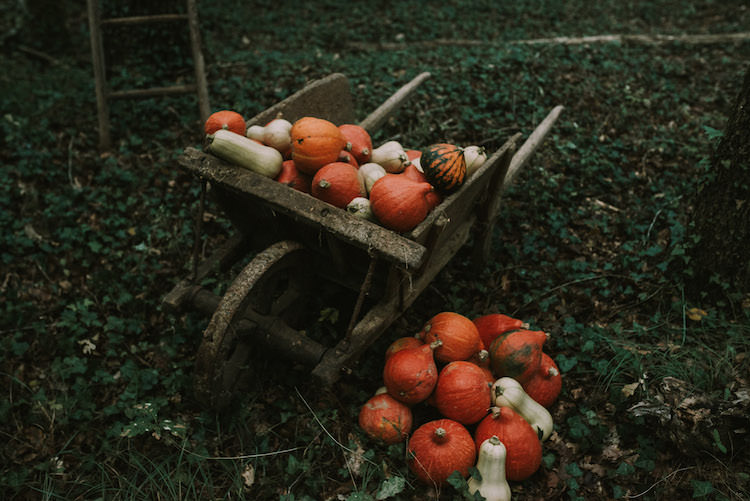 Wooden Wheelbarrow Orange Cream Pumpkins Squash Ladder Organic Woodland Elopement Wedding Ideas http://www.miraalpajarito.es/