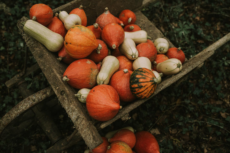 Wooden Wheelbarrow Orange Cream Pumpkin Squash Organic Woodland Elopement Wedding Ideas http://www.miraalpajarito.es/