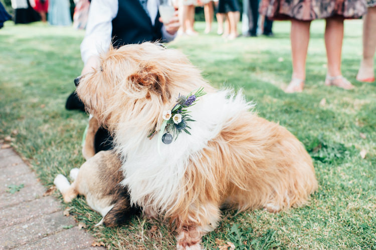 Dog Pet Seaside Country Farm Pale Blue Marquee Wedding http://loveandadventures.co.uk/