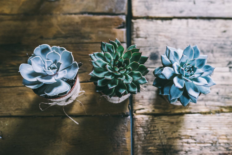 Succulents Decor Magical Bohemian Barn Wedding http://www.jamespowellphotography.co.uk/