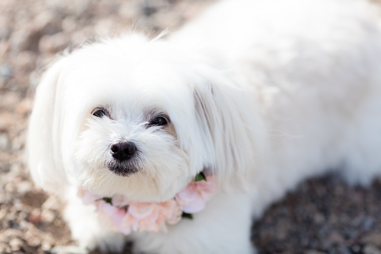 Cute Puppy Pink Floral Collar Romantic Mountain Wedding Colorado http://irvingphotographydenver.com/