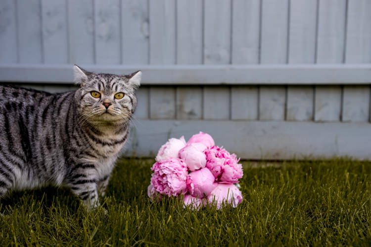Pink Peony Bouquet Flowers Bride Bridal Quirky English Garden Party Wedding http://www.michellewoodphotographer.com/