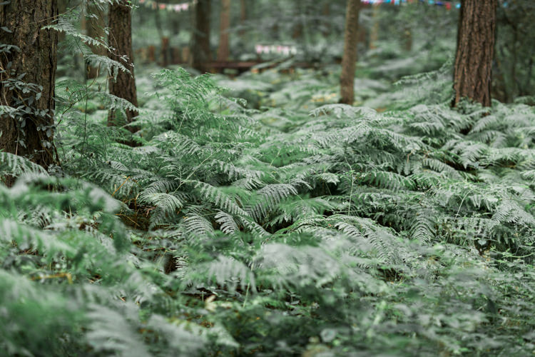 Beautiful Woodland Glade Wedding https://emilyhannah.com/