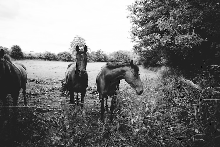 Cotswolds Country House Marquee Wedding http://www.wearegatheredheretoday.com/