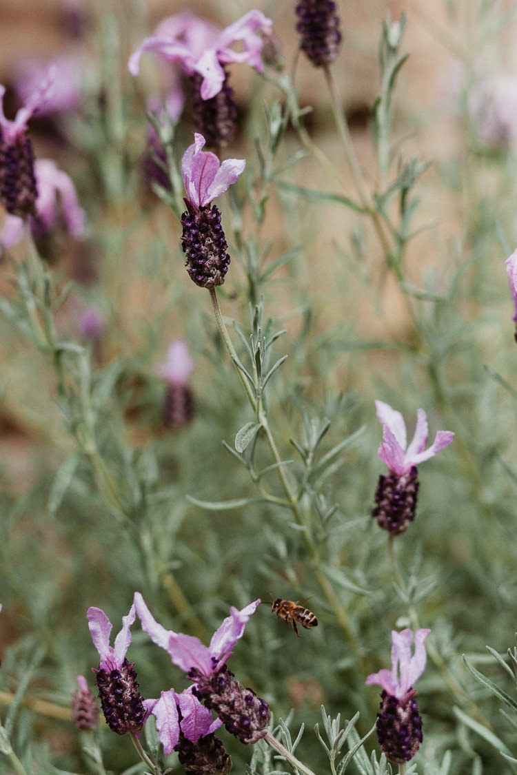 Lavender Plant Beautifully Relaxed Outdoorsy Barn Wedding http://www.caitlinandjones.co.uk/ 