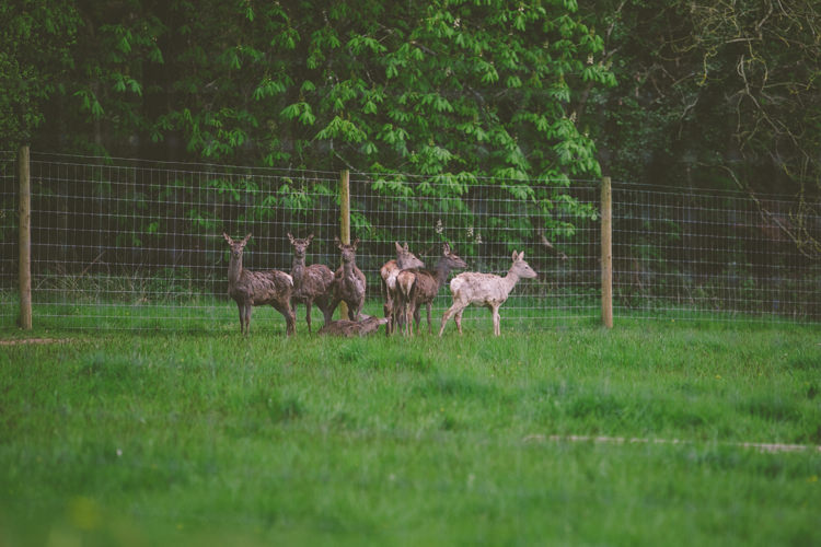 Easter Spring Woodland Wedding http://emmastonerweddings.com/