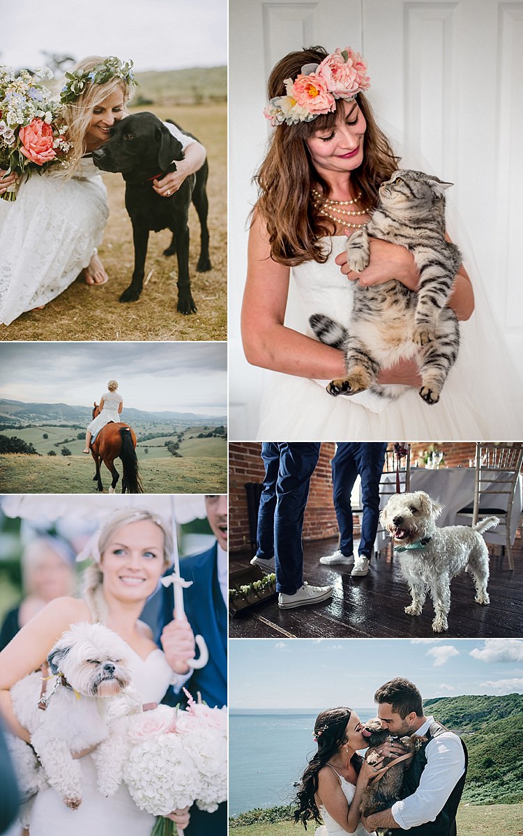 Pets Weddings Dog Cat Horse Ideas Planning Advice