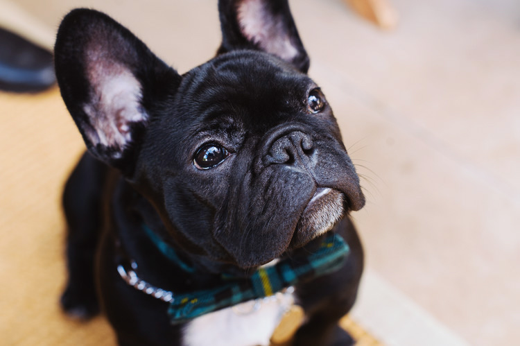 French Bulldog Pupppy Dog Pet Bow Tie Bohemian Creative Summer Barn Wedding http://www.pocketsquarephotography.com/