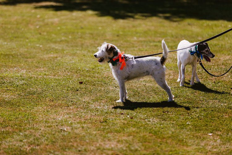Dog Ribbon Bow Collar Multicoloured Hand Made Fun Outdoor Wedding https://www.sharrongibson.co.uk/